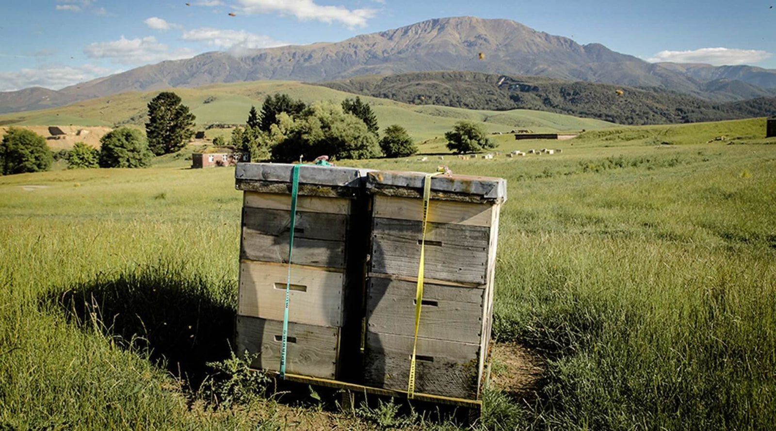 From Hive To Home, The Process Of Making Manuka Honey