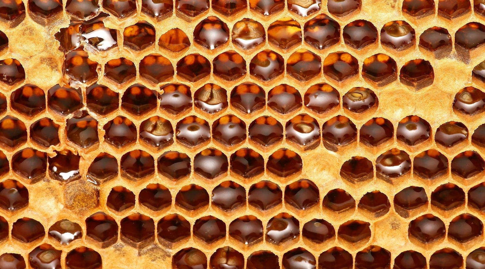 How To Integrate Mānuka Honey Into Your Daily Routine