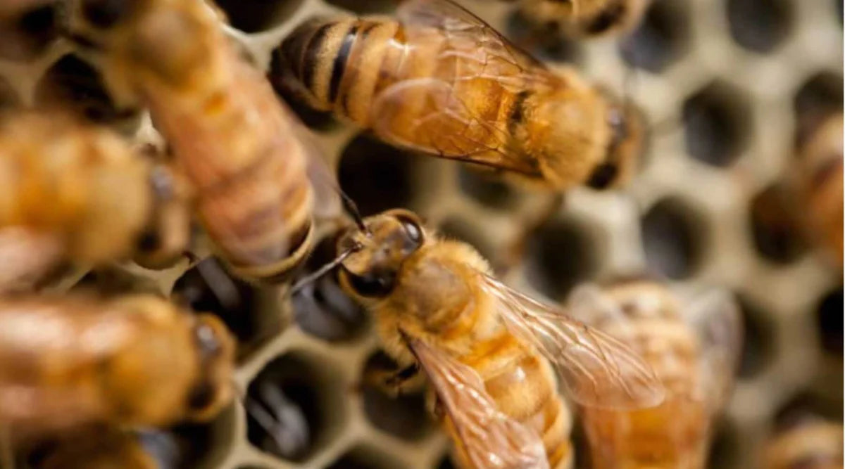 Manuka Honey - Are you being duped? MGO is not enough!